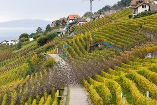 Les vignes du Lavaux comme les autres ont dû composer avec des conditions difficiles en 2024. KEYSTONE/CYRIL ZINGARO